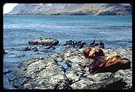 South Georgia - Husvik - Jan 2002