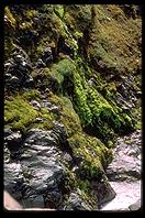 South Georgia - Moss - Jan 2002