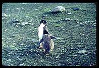 Southern Thule - Adelie Penguins - Jan 2002