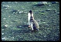 Southern Thule - Adelie Penguins - Jan 2002