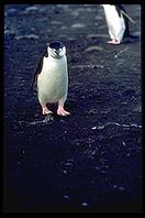 Southern Thule - Chinstrap Penguins - Jan 2002