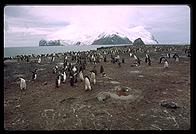 Southern Thule - Cook Island - Jan 2002