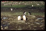Southern Thule - Gentoo Penguins - Jan 2002