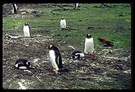 Southern Thule - Gentoo Penguins - Jan 2002