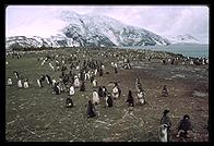 Southern Thule - Penguins - Jan 2002