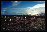 Southern Thule - Cook Island - Jan 2002