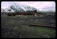 Southern Thule - Penguins - Jan 2002