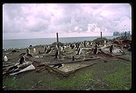 Southern Thule - Penguins - Jan 2002