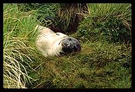 South Georgia - Fur Seal pup - Jan 2002