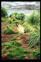 South Georgia - Fur Seal pup - Jan 2002