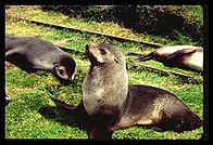 South Georgia - Husvik - Fur Seals - Jan 2002