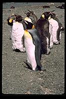 South Georgia - Husvik - King Penguins - Jan 2002