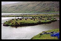 South Georgia - Husvik - Seal Pups - Jan 2002