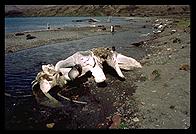 South Georgia - Husvik - Whale Bone - Jan 2002