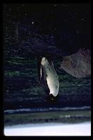 Southern Thule - Adelie Penguin - Jan 2002