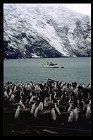 Southern Thule - RV Braveheart and penguins - Jan 2002