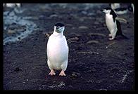 Southern Thule - Chinstrap Penguin - Jan 2002