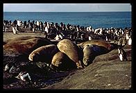 Southern Thule - Elephant seals - Jan 2002