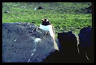 Southern Thule - Gentoo penguin behind rock - Jan 2002
