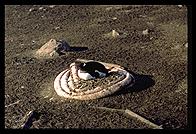 Southern Thule - Gentoo Penguin nest - Jan 2002