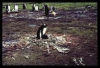 Southern Thule Gentoo - penguin and young in nest - Jan 2002