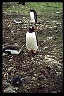 Southern Thule - Gentoo Penguins - Jan 2002