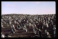 Southern Thule - Alot of penguins - Jan 2002