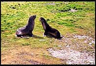 South Georgia - Grytviken - Jan 2002