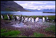 South Georgia - Grytviken - Jan 2002