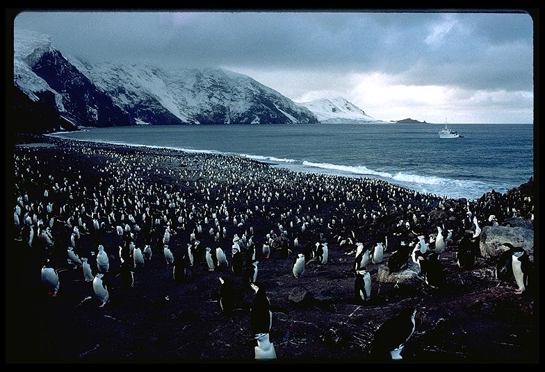 southern-thule-braveheart-penguins-9.3.jpg