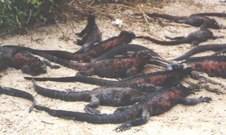 iguanas