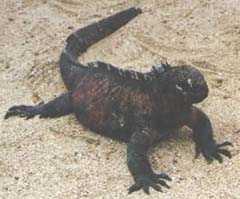 iguana