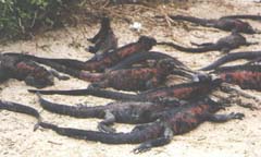 iguanas