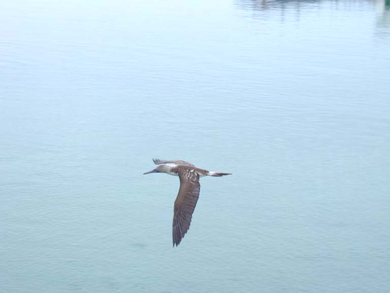 Bluefooted