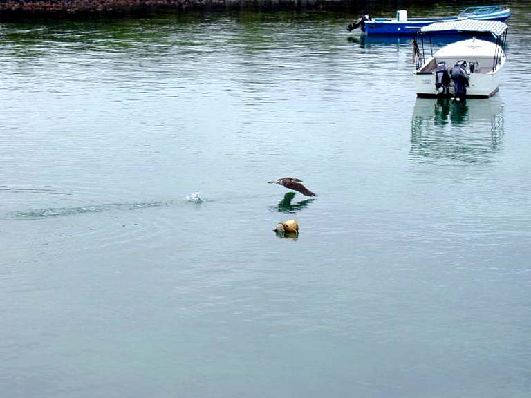 Bluefooted