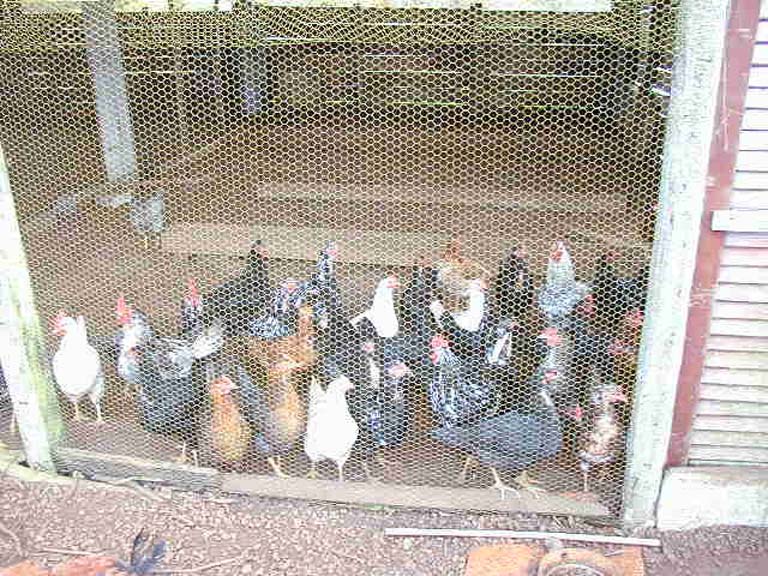 Chickens