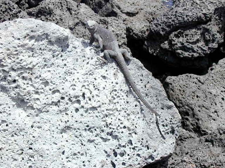 Lizard