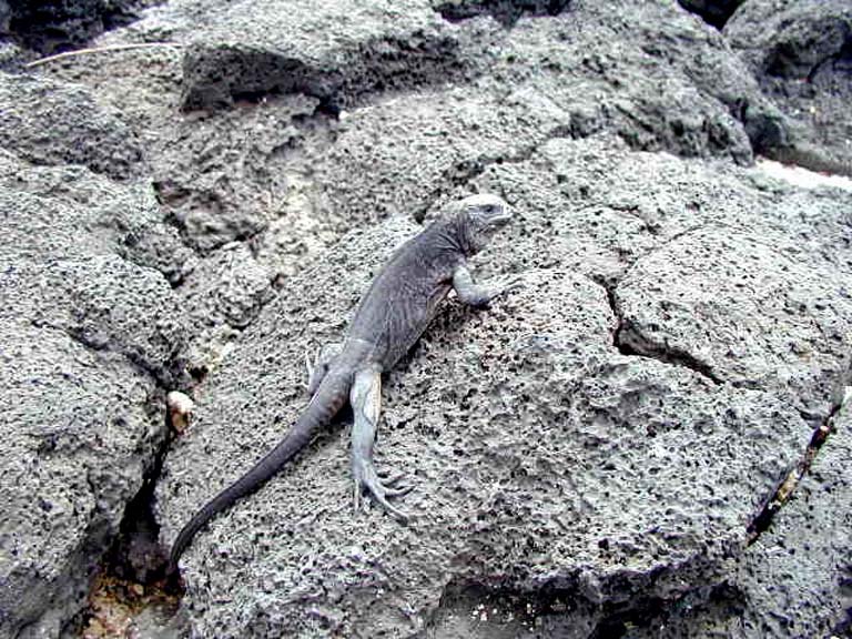 Lizard