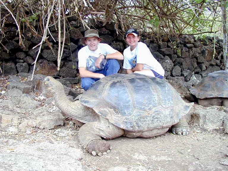 Tortoise