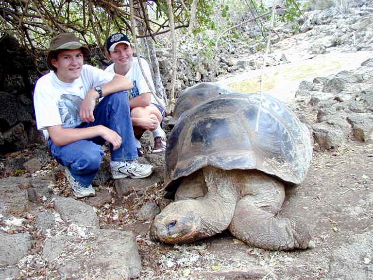 Tortoise