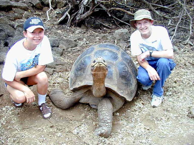Tortoise
