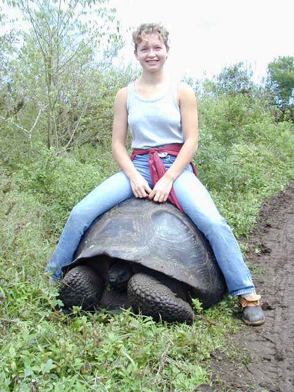 Tortoise