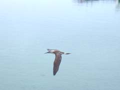 Bluefooted