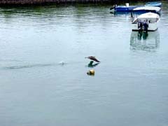Bluefooted