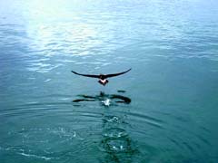 Bluefooted