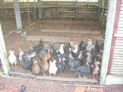 Chickens