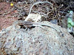 Lizard