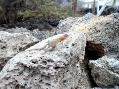 Lizard