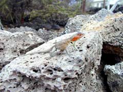 Lizard