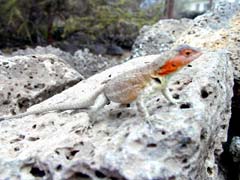 Lizard